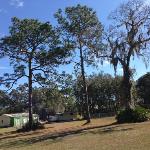 Trees in SPIKE's back 
yard. The tree with 
moss hanging off of it.
 I call them Seaweed 
trees.